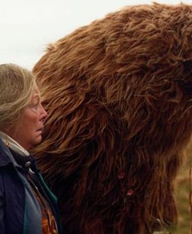 COURT PARTICULIER : ANALYSE DU COURT MÉTRAGE A BEAR REMEMBERS